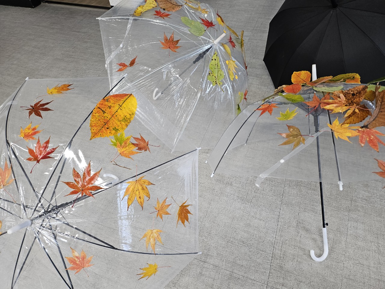 단풍 우산